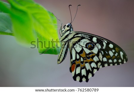 It is a common and widespread swallowtail butterfly. 