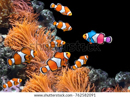 Concept - to be yourself, to be unique. A flock of standard clownfish and one colorful fish. On black background Royalty-Free Stock Photo #762582091