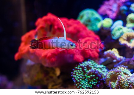 Firefish (Nemateleotris magnifica) in reef tank