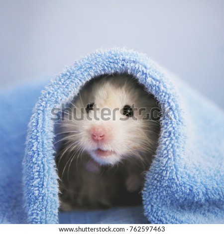 A cute fluffy hamster looks out from under the towel on a blue background. Bathing a hamster. Wet hair. Funny animals. Royalty-Free Stock Photo #762597463