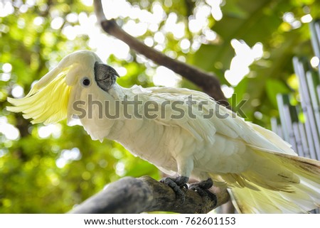 The yellow-crested cockatoo bird is very pretty and cool