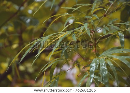 Feeling fresh after the rain in summer and beautiful raining on bamboo leaves background
