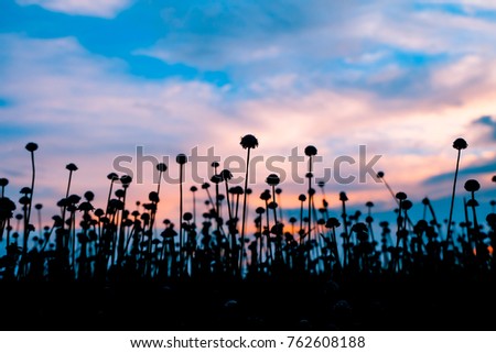 Silhouette of grass flower Eriocaulon decangulare field the background on sunset in summer