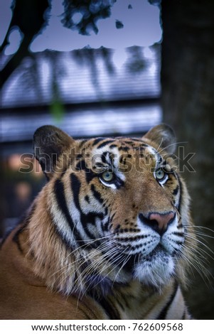 
Tiger big Background