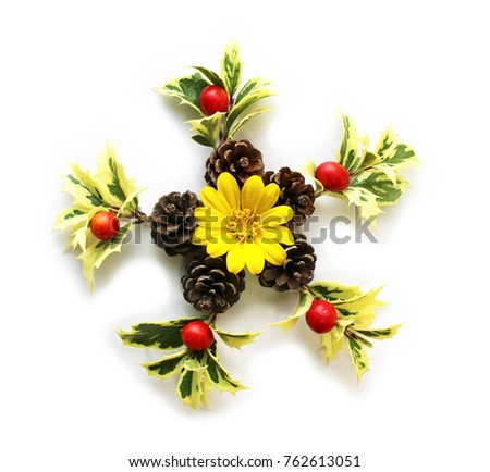 Christmas wreath of holly-olive leaves, pinecones, Alpinia formosana nuts and Green leopard plant flowers