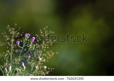 Flowers : White wild flowers. Selective focus, blurred natural green background. Copy space