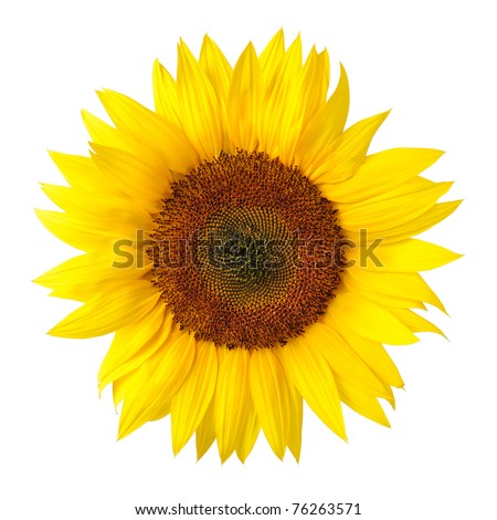 Bright studio shot of a large beautiful sunflower on white background