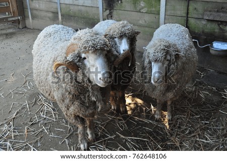 a group of sheep