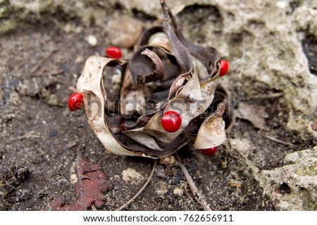 detail of red seeds of a tropical tree