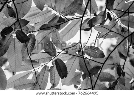 chestnut autumn leaves in shades of grey pattern background