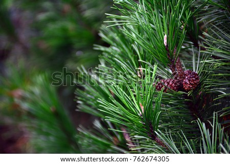 Closeup photo of green needle pine tree on the right side of picture. Blurred pine needles in background