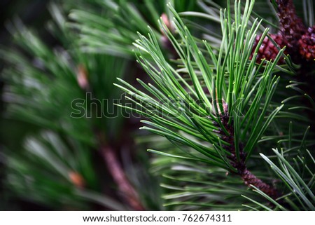 Closeup photo of green needle pine tree on the right side of picture. Small pine cones at the end of branches. Blurred pine needles in background
 Royalty-Free Stock Photo #762674311