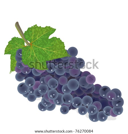 Cluster of black grape, isolated on white