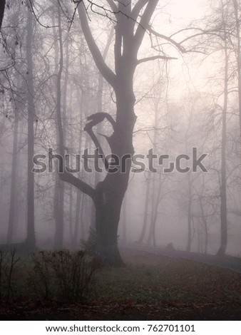 Big old oak tree in the foggy autumn park