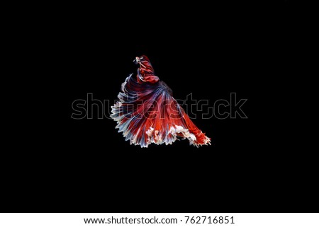 The fins and beautiful tail of  Thai betta fish. Siamese fish on black background.   