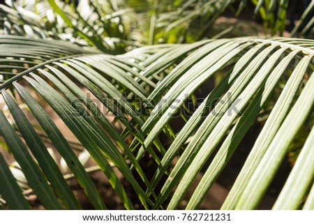lepidozamia peroffskaya palm leaf structure from australia