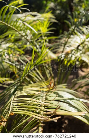lepidozamia peroffskaya palm leaf structure from australia
