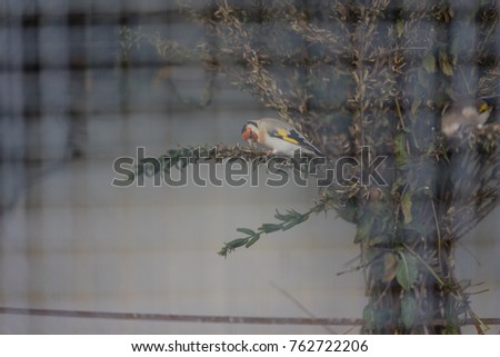 birds in cage pink budgegiar seen through fence