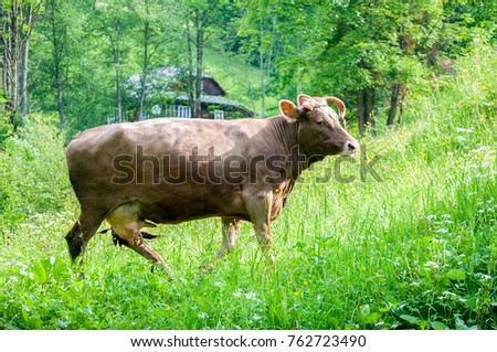 brown cow grazes on a green meadow pasture near a rural house in summer day on Carpathians