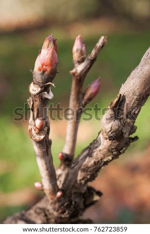 Peony buds in autumn