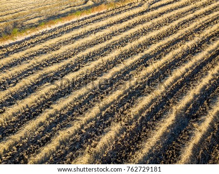 Top view Aerial photo from flying drone over Rice field after harvest.Abstract background.