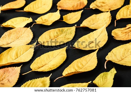 yellow leaves on a black background, a pattern of autumn leaves in a dark background