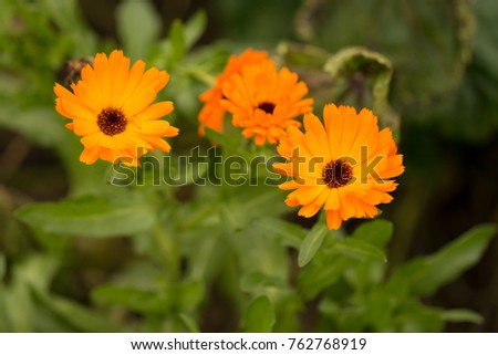 Calundela Plant Orange