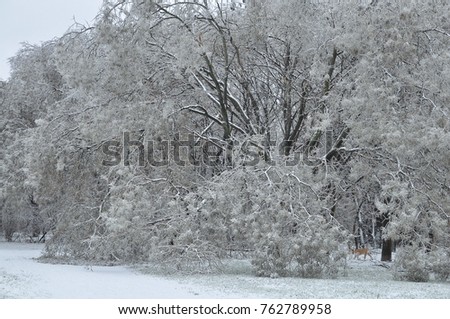 large tree with sprawling branches in the snow close-up. Beautiful winter landscape. Sophora in snow. Sophora japonica tree.Chinese scholar tree. Japanese pagoda tree.