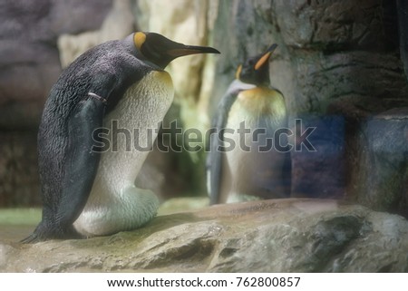 Penguin  in cold