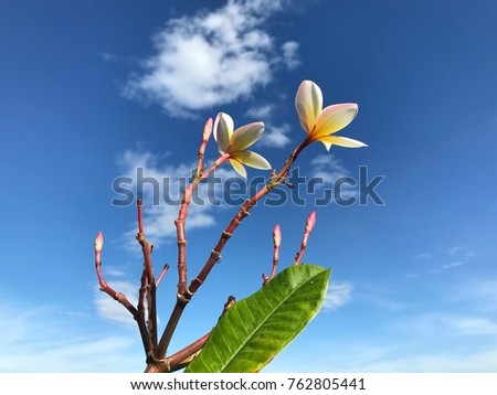 Plumeria flowers in blue sky