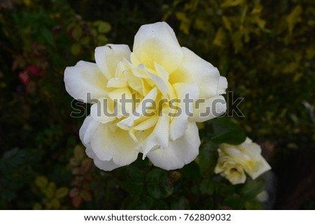 
light yellow rose