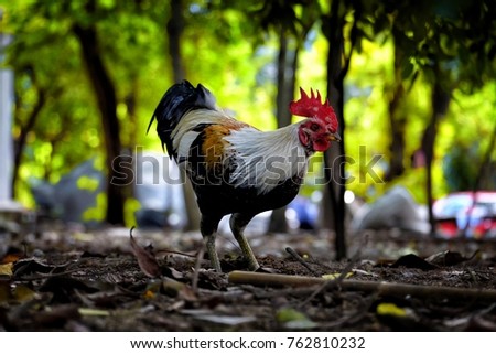 Chicken Standing in the Park.