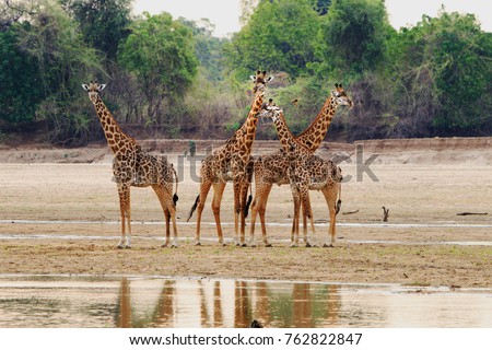 Tower of Thornicroft Giraffe standing on the Luangwa Riverbed, South Luangwa National Park, Zambia, Southern Africa Royalty-Free Stock Photo #762822847