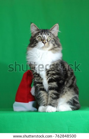 a kitten Maine Coon gray tiger with a white neck and a proud and majestic look while sitting next to a Santa hat on a green background
