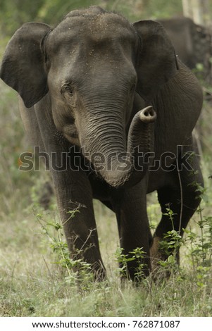 angry elephant lifting trunk 