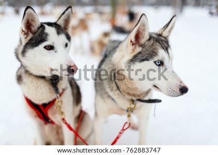 Sledding with husky dogs in Lapland Finland Royalty-Free Stock Photo #762883747