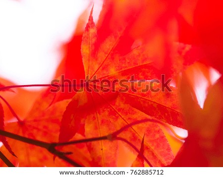 Close up of Beautiful Red maple leaves 