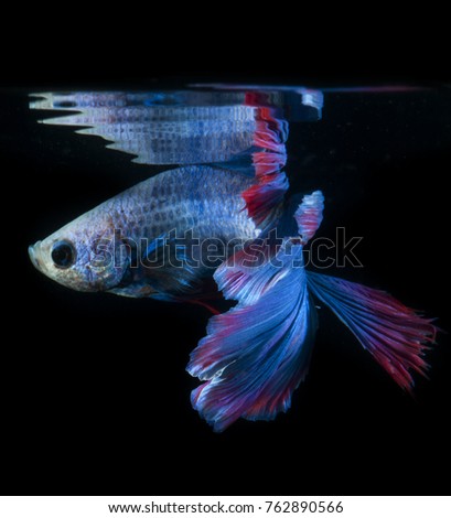 the beauty of betta fins are blue and red