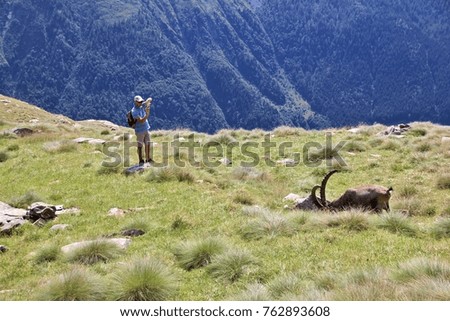 Man taking a picture of an alpine ibex. Bergamo, Lombardy, Italy