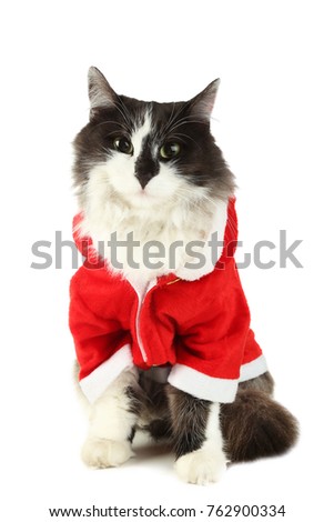 Beautiful cat in christmas costume isolated on white