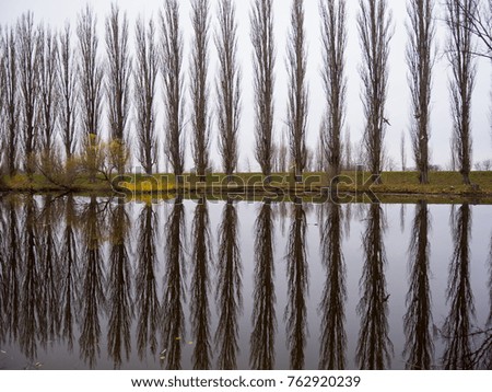 The trees are mirrored in the lake. Reflection in the lake.