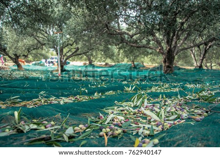 Harvested fresh olives in a field in Crete, Greece for olive oil production. 