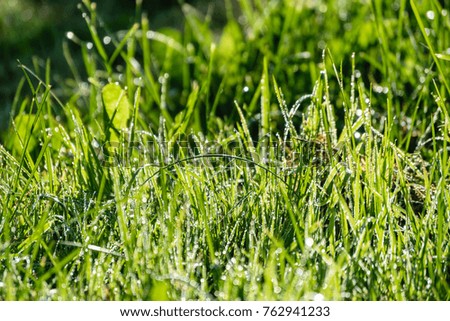 summer flowers on green background in sun lit meadow in front of plant textures