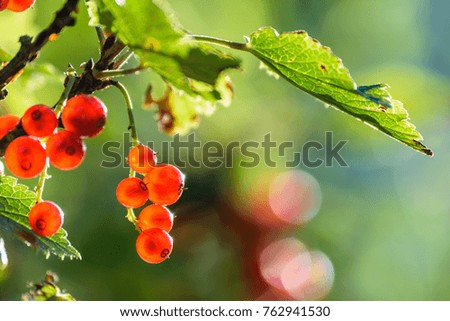 summer red berries on green background in sun lit meadow in front of plant textures