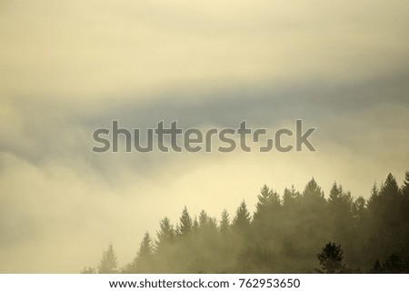 Trees in morning fog