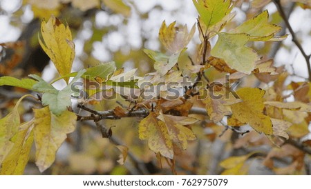 Autumn leaves falling, natural landscape.