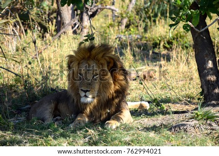 Male lion sitting in the shade of a tree