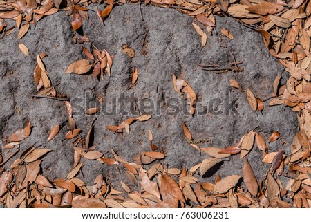 Background texture pattern of dried olive leaves. Dry leaves on old stones in ruins of Ancient Roman city Pompeii, Campania region, Italy. Full frame picture. View from above.