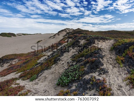 Ice plant, Carpobrotus edulisÂ , on sand dunes at Point Reyes National Seashore, USA, with other coastal vegetation, against blue sky and some clouds. This is an invasive plant in California.

