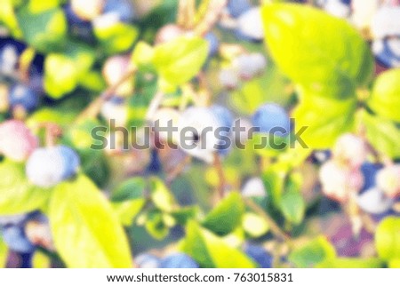 Blurred blueberry bush with cluster of berries